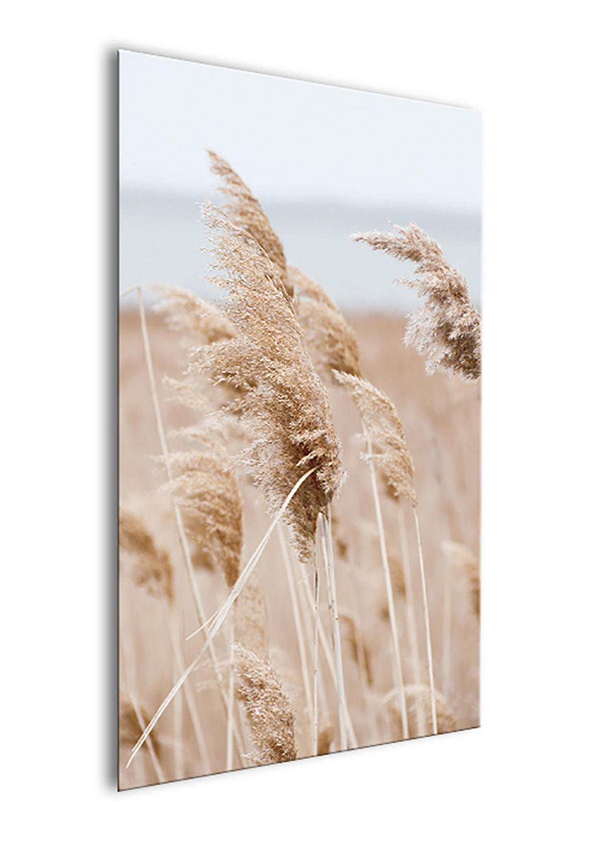 BILD 20x30 cm Gräser Beige Sand - Beige, Holzwerkstoff (20/30/2cm) - artissimo