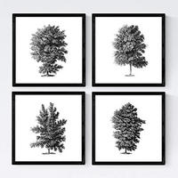 POSTER Set mit 4 Blättern der Hohe Bäume Hintergrund 30x30 cm Rahmenlos - Klar, Papier (30/3cm) - Nacnic