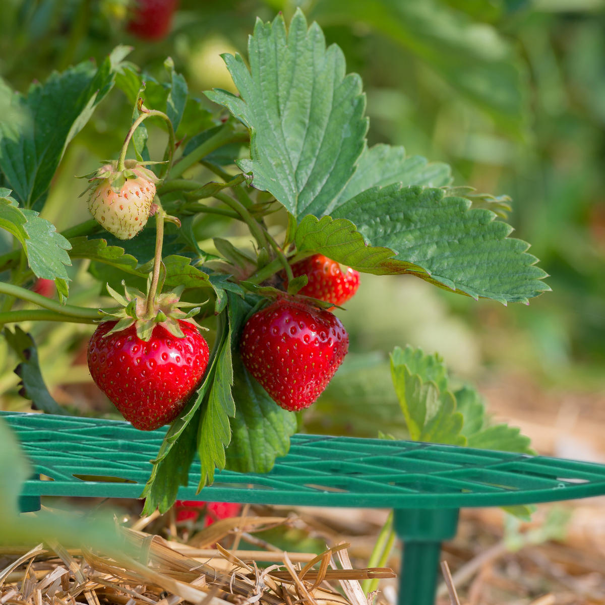 10XERDBEERREIFER - Dunkelgrün, Kunststoff (30/10/30cm) - Relaxdays
