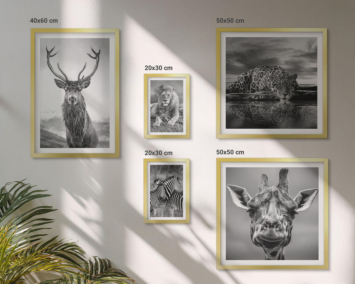WANDBILDER 5er Set - 50x50 cm & 20x30 cm & 40x60 cm Goldrahmen - Wildtiere Löwe Jaguar Giraffe Zebras - Goldfarben, Kunststoff (40/60cm) - ArtPrintCave