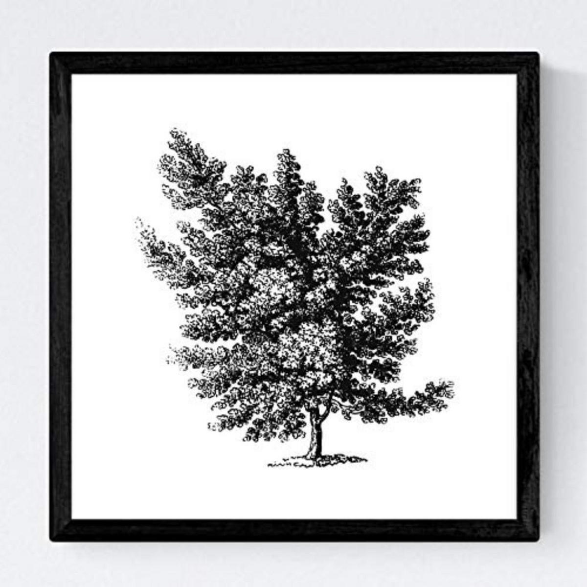 POSTER Set mit 4 Blättern der Laubbäume weiß 20x20cm Schwarzer Rahmen - Schwarz, Papier (20/3cm) - Nacnic