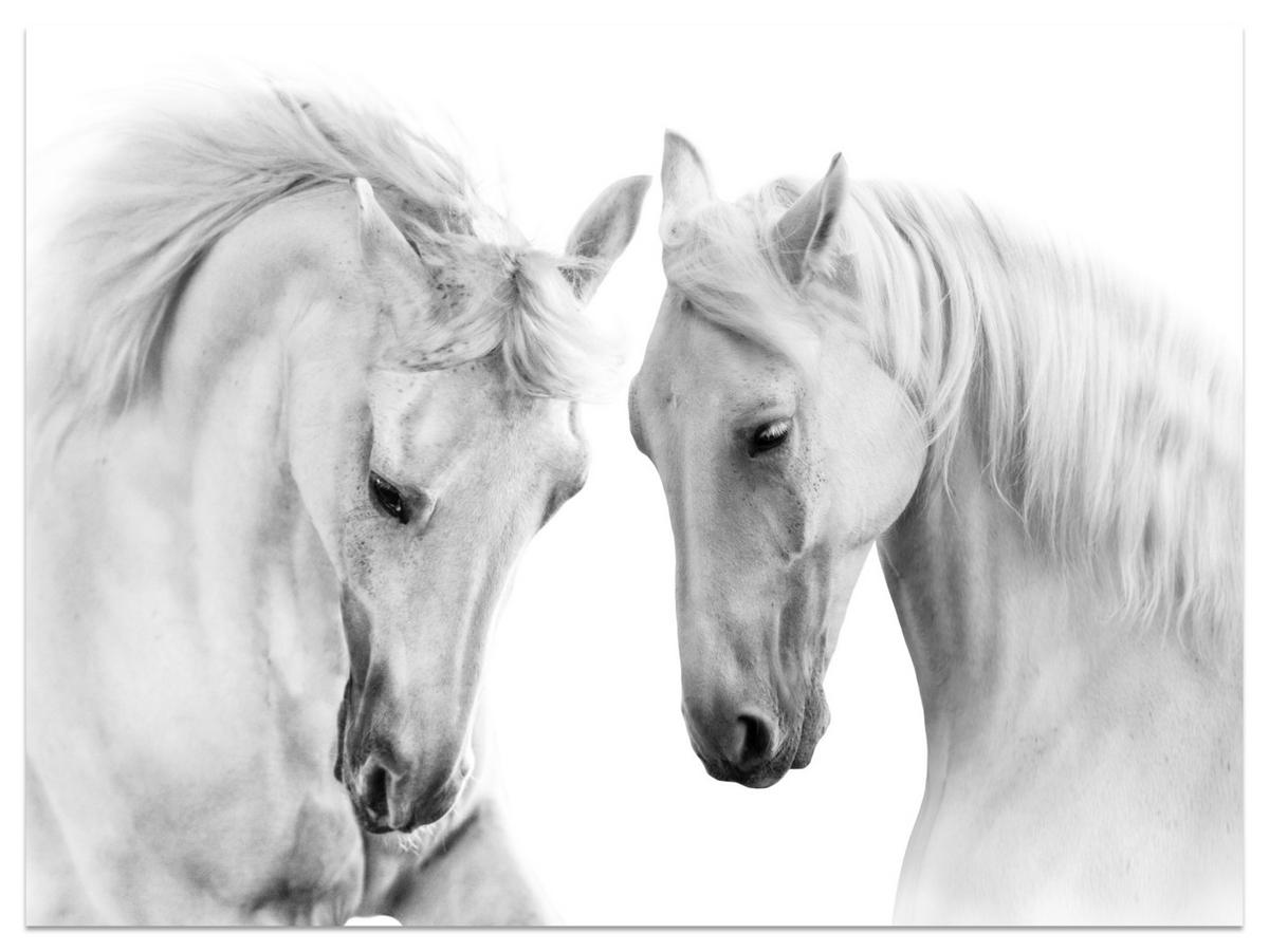FOTOTAPETE für Schlafzimmer Weiße Pferde Grauer Hintergrund Eleganz Tierwelt 450x315 - Weiß/Grau, Papier (450/315cm) - Muralo