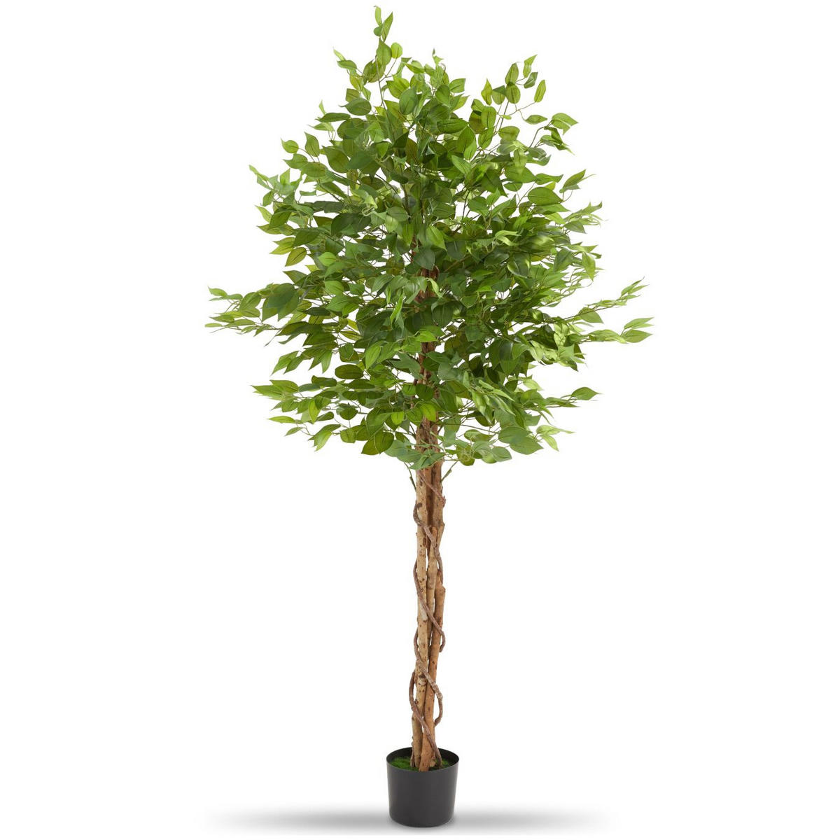KÜNSTLICHER FICUSBAUM Fida, grün - Grün, Kunststoff (180cm) - tectake