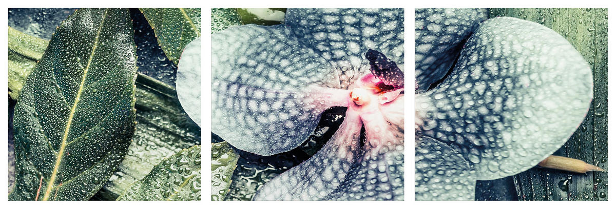 BILDER-SET aus Glas je 50x50 cm Orchidee grün weiß rosa - Grün, Glas (150/50cm) - artissimo