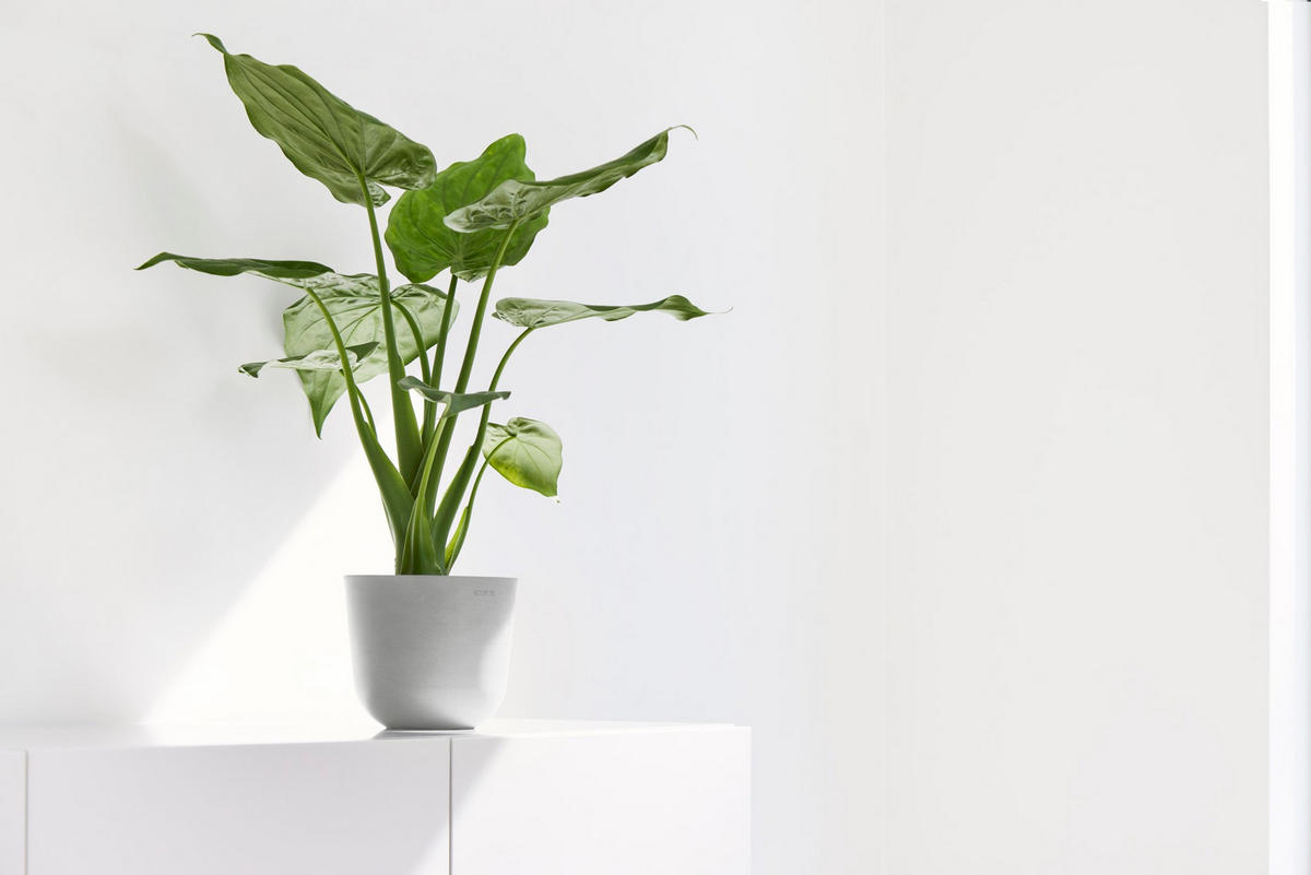 BLUMENTOPF Oslo Mini 16/13,7 cm Hellgrau - Hellgrau, Kunststoff (16/13.7cm) - Ecopots