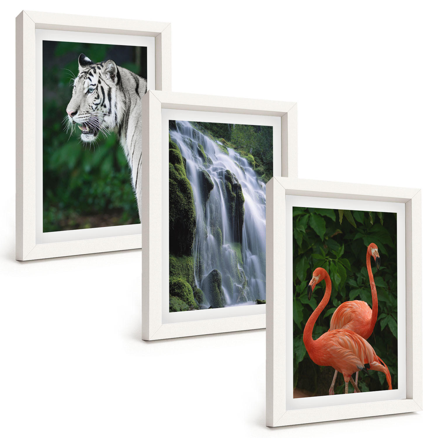 BILDER SET 3er Set - 20x30 cm Weißer Rahmen - Tiger Wasserfall Flamingos Natur - Weiß, Kunststoff (20/30cm) - TULUP