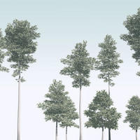 FOTOTAPETE Bäume 400 x 280 cm - Grün, Papier (400/280cm) - Sanders & Sanders