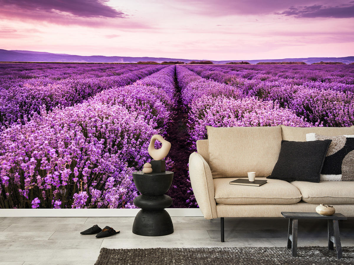 FOTOTAPETE für Schlafzimmer Lila Lavendel Wiese Harmonisch Romantisch 350x256 - Violett/Lila, Papier (350/256cm) - Muralo