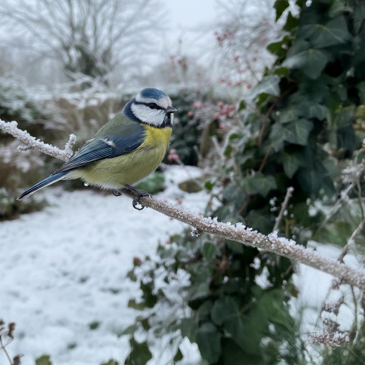KRMÍTKO - různobarevná, dřevo (32.5/30.5/19cm) - Relaxdays