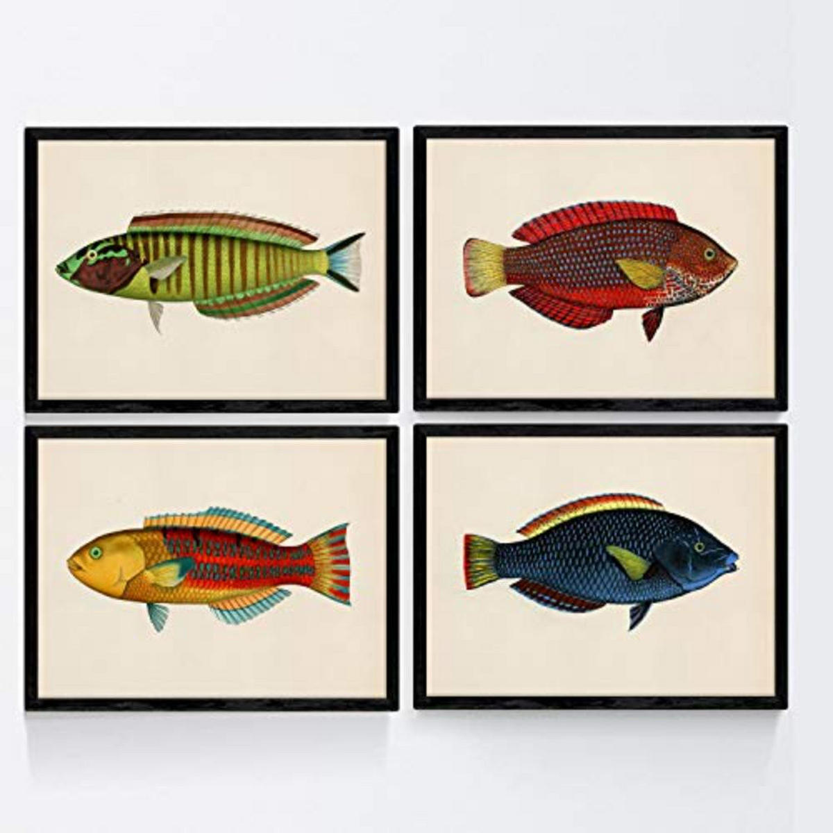 POSTER Set mit 4 Fischwirkung Jahrgang blauer und rotem gelber A3 Rahmenlos - Klar, Papier (29.7/3cm) - Nacnic