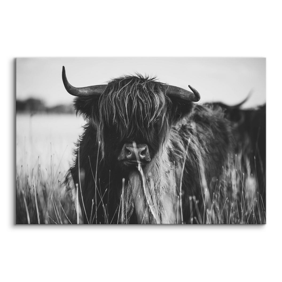 LEINWANDBILD Für Esszimmer Schottische Hochlandrind Kuh Tier 3D 30/20 cm - Schwarz/Weiß, Textil (30/20cm) - Muralo