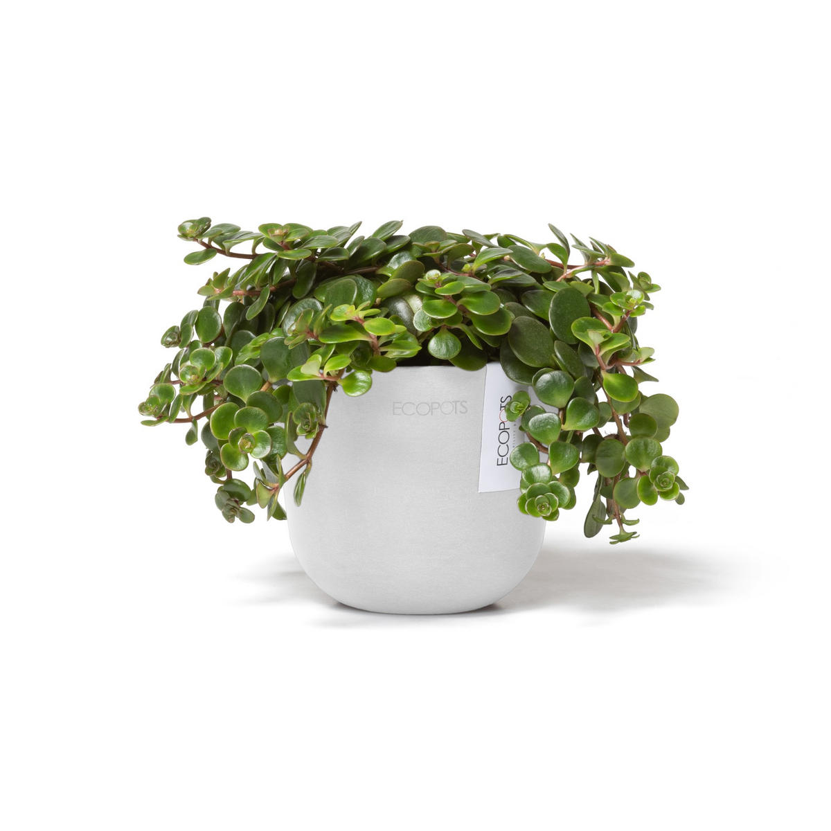 BLUMENTOPF Oslo Mini 11,4/9,5 cm Weiß - Weiß, Kunststoff (11.4/9.5cm) - Ecopots