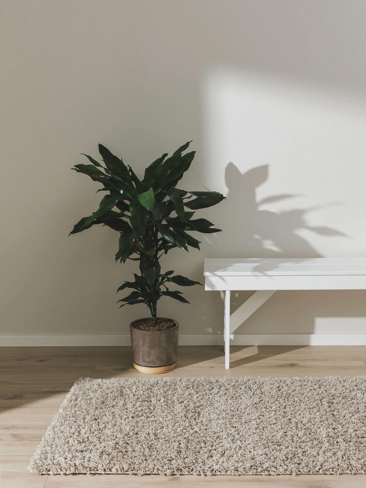 HOCHFLORTEPPICH Soho Beige 80x250 cm - Beige, Kunststoff (80/250cm) - benuta