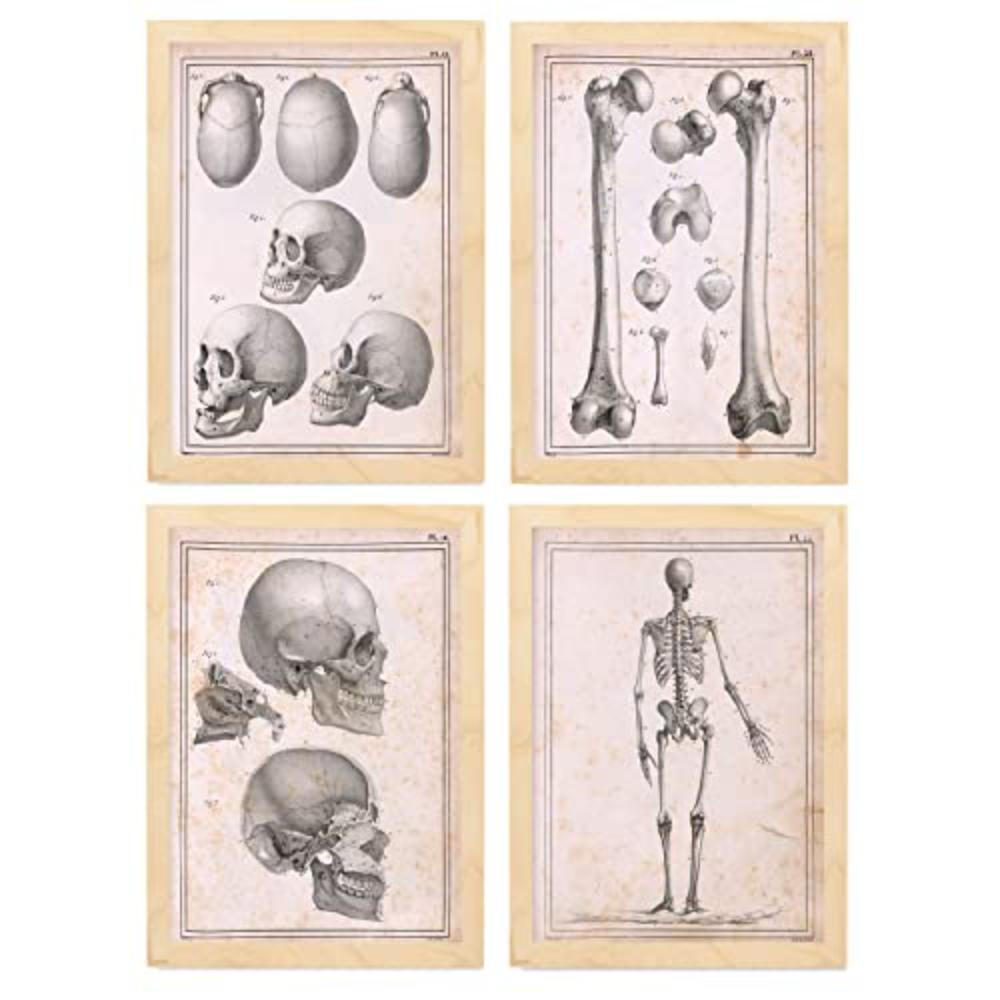 POSTER Set mit 4 Anatomie von Körperknochen und Kopf A4 Rahmen aus hellem Holz - Beige, Papier (29.7/3cm) - Nacnic