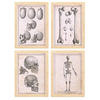 POSTER Set mit 4 Anatomie von Körperknochen und Kopf A4 Rahmen aus hellem Holz - Beige, Papier (29.7/3cm) - Nacnic