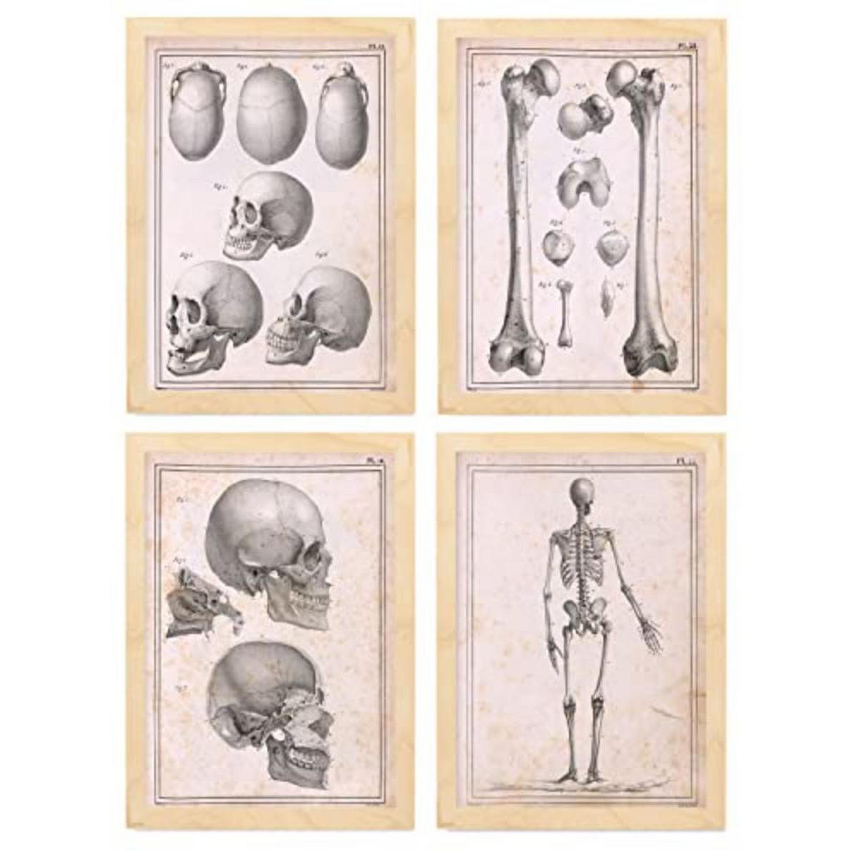 POSTER Set mit 4 Anatomie von Körperknochen und Kopf A4 Rahmen aus hellem Holz - Beige, Papier (29.7/3cm) - Nacnic