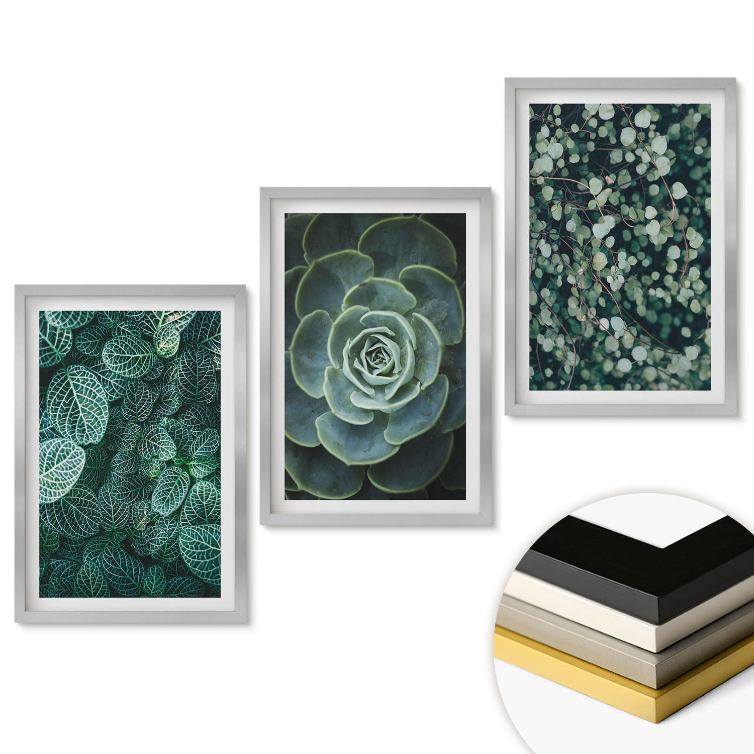 WANDBILDER 3er Set - 40x60 cm Silberner Rahmen - Sukkulenten - Silberfarben, Kunststoff (40/60cm) - ArtPrintCave