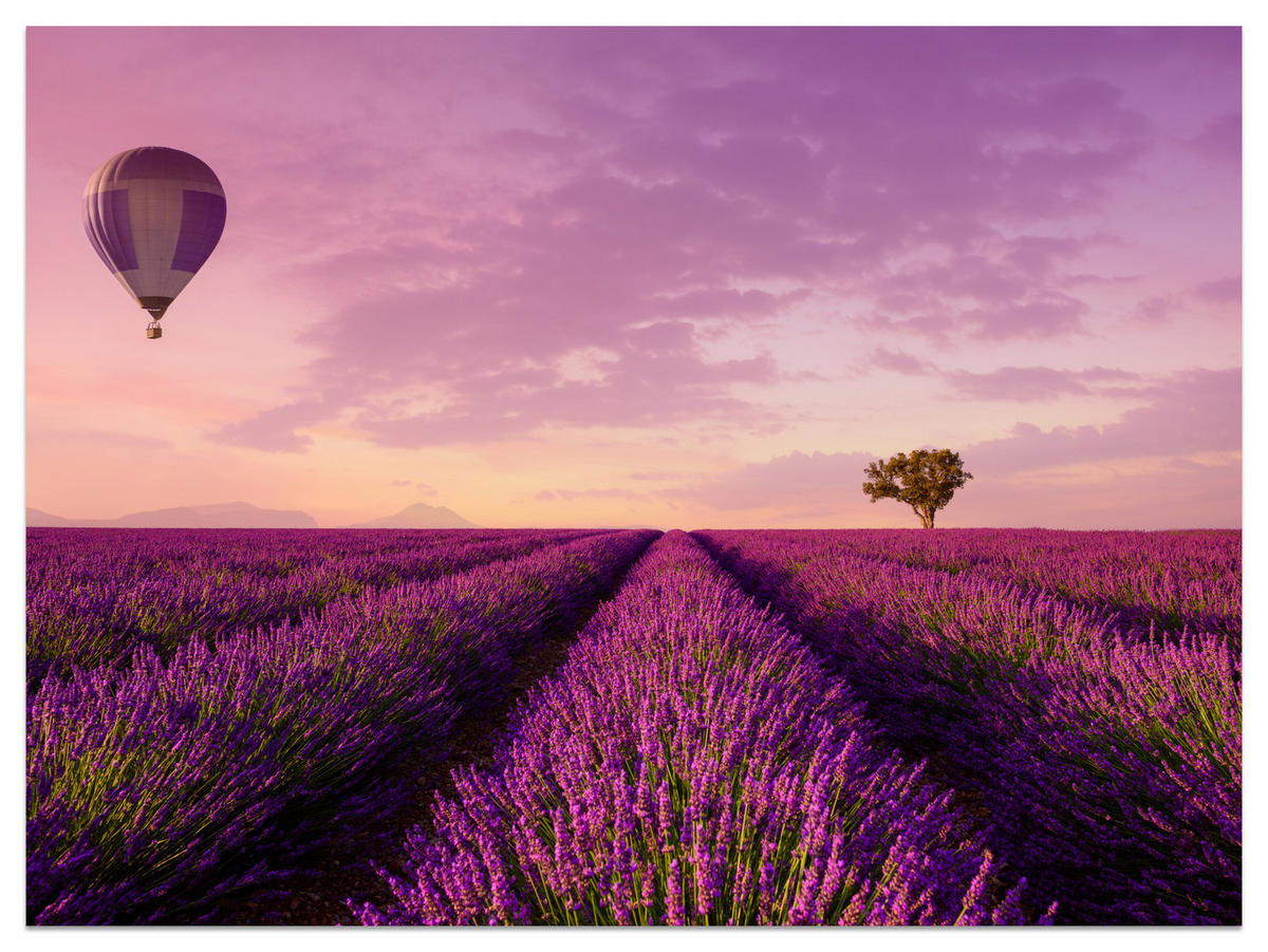 FOTOTAPETE für Wohnzimmer Lavendelfeld Heißluftballon Provence 250x175 - Violett/Lila, Papier (250/175cm) - Muralo