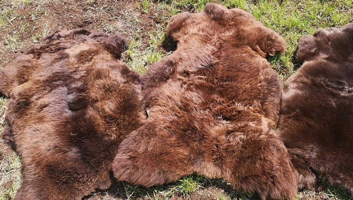 LAMMFELL Schaffell Natur Braun weich & dicht ca. 135 cm - Braun, Fell (80/135cm) - Provellus