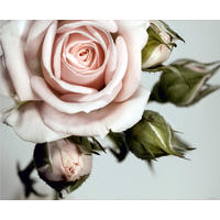 FOTOTAPETE Rosen 375 x 270 cm - Pink, Papier (375/270cm) - Sanders & Sanders