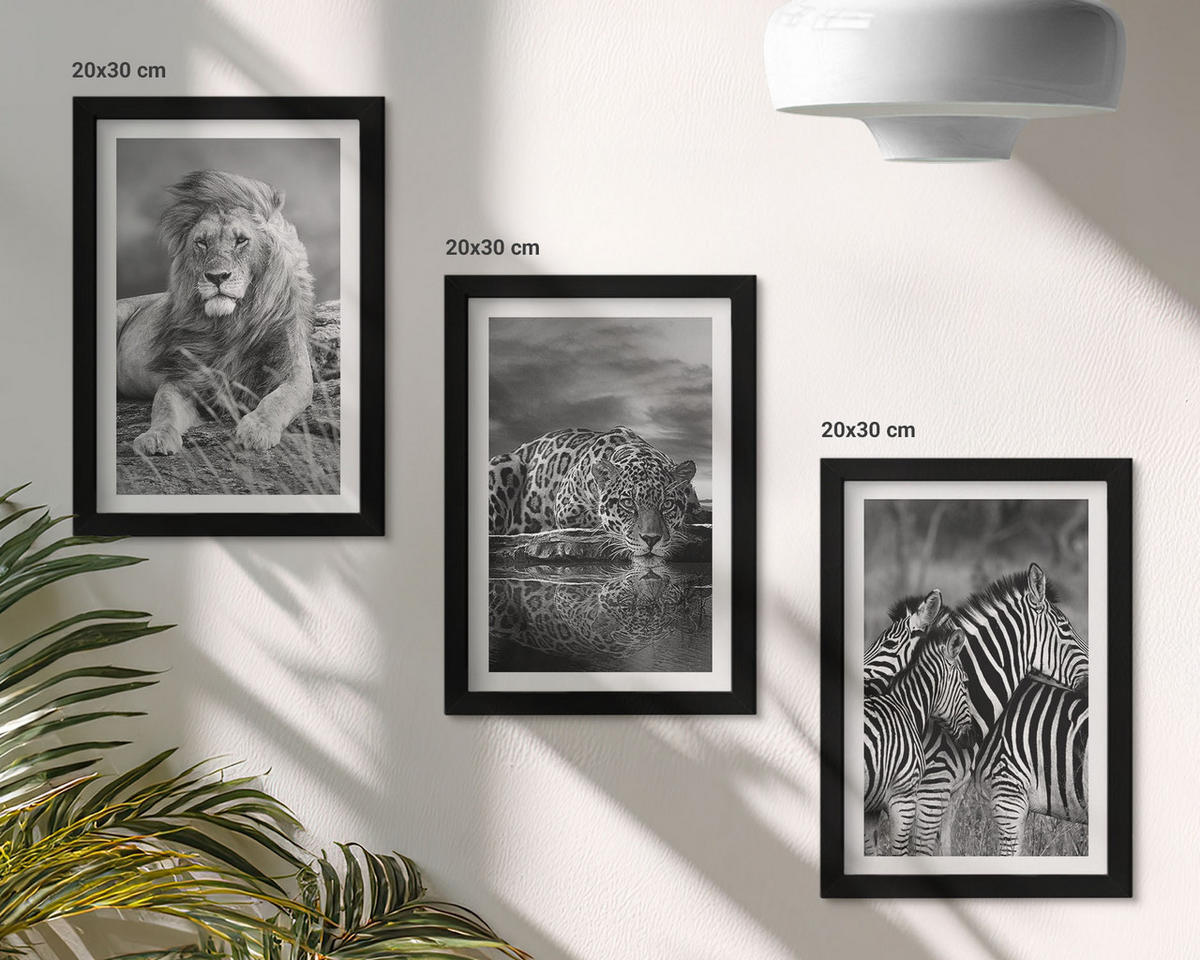 BILDER SET 3er Set - 20x30 cm Schwarzer Rahmen - Wildtiere der Savanne - Schwarz, Kunststoff (20/30cm) - TULUP