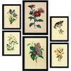POSTER Set Mit 6 Dunkle Blumen In Vintage A3 & A4 Rahmen Aus Hellem Holz - Beige, Papier (29/3cm) - Nacnic