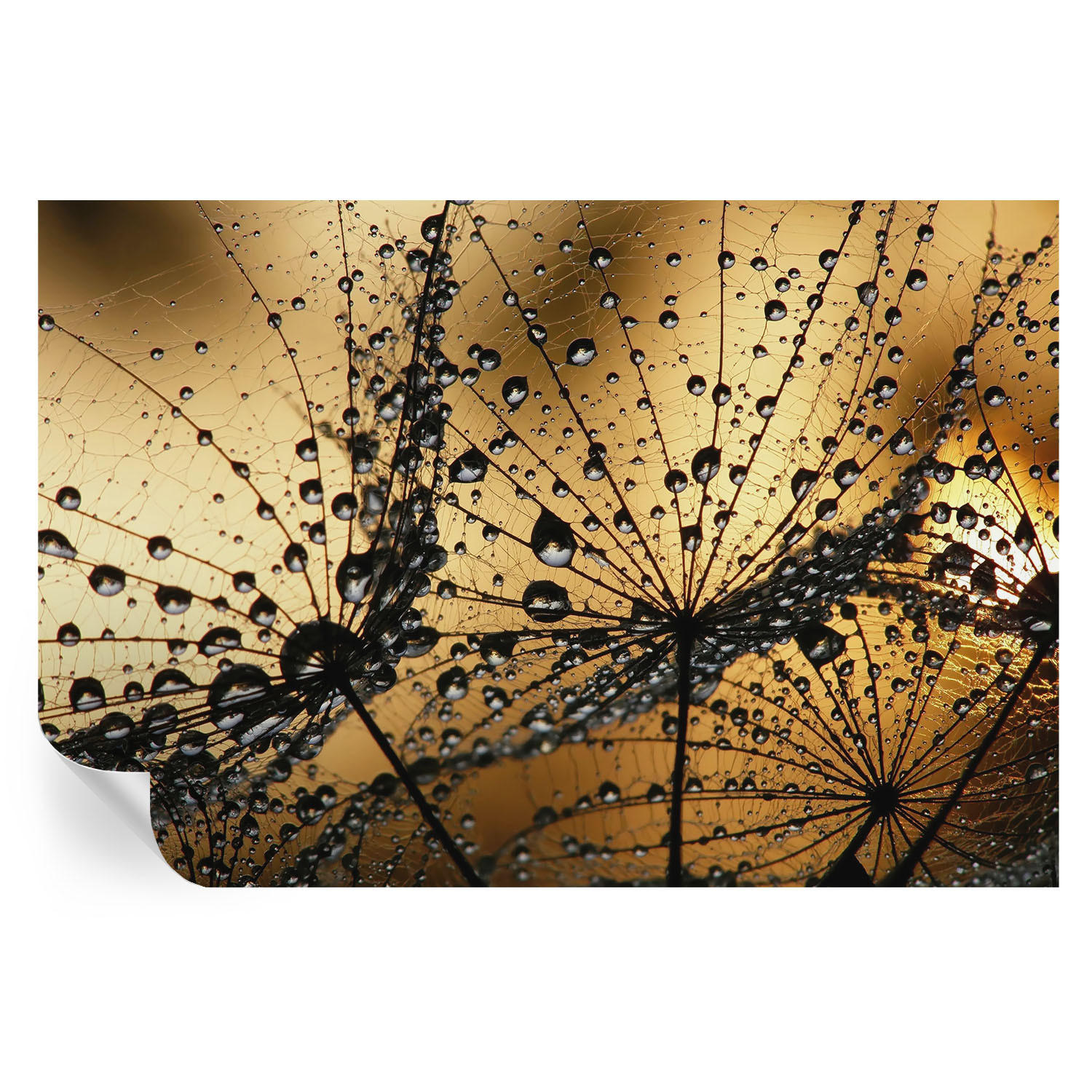 FOTOTAPETE 104x70 cm - Zarte Tropfen - Weiß, Textil (104/70cm) - Wallfluent