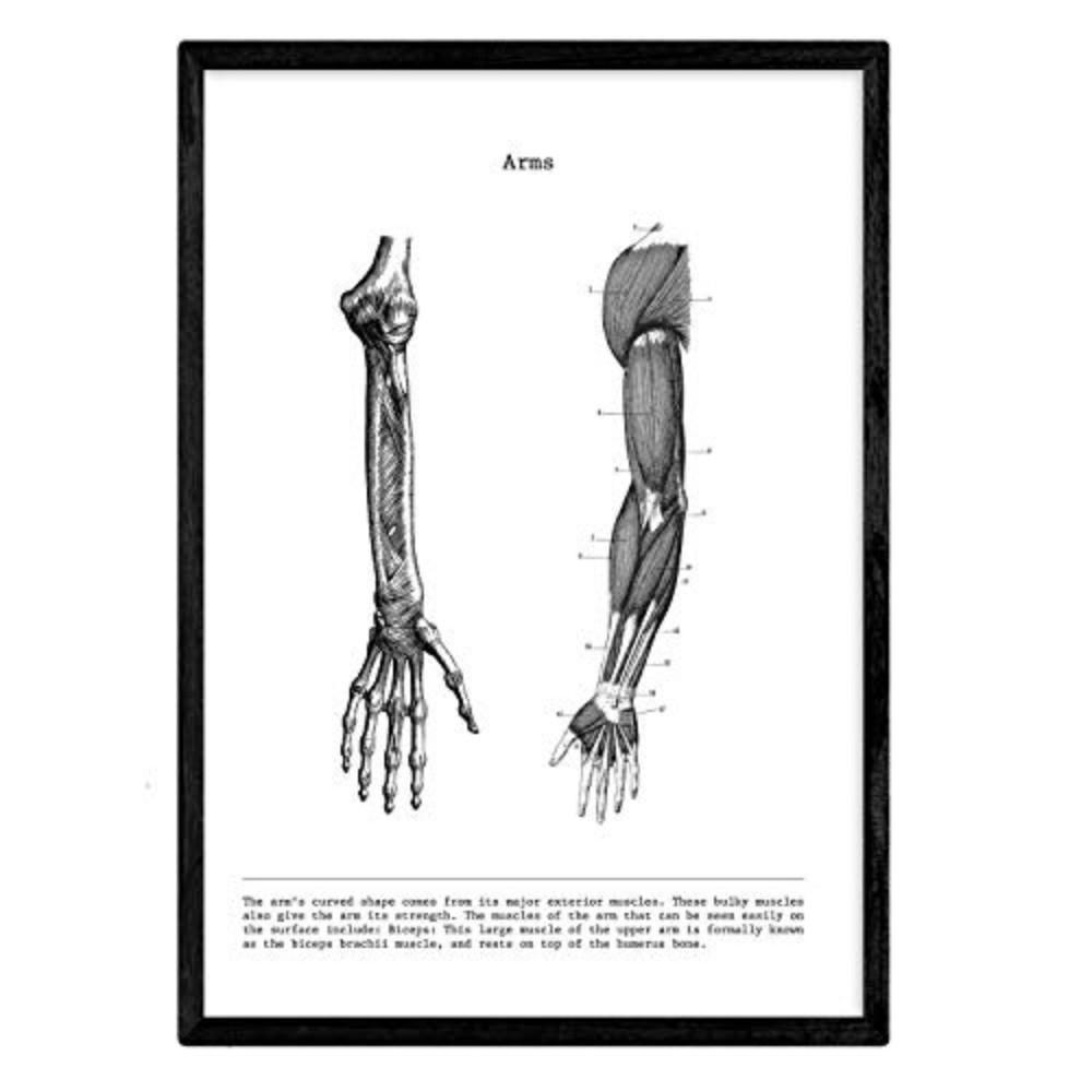 POSTER Anatomie Muskeln & Knochen Arm A4 Rahmenlos - Klar, Papier (29.7/5/21cm) - Nacnic
