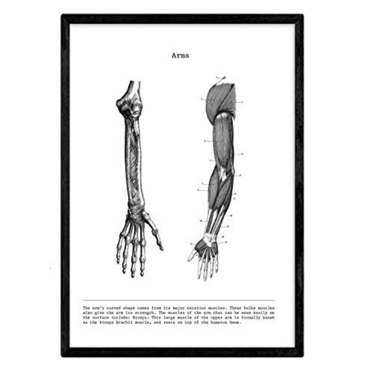 POSTER Anatomie Muskeln & Knochen Arm A4 Rahmenlos - Klar, Papier (29.7/5/21cm) - Nacnic