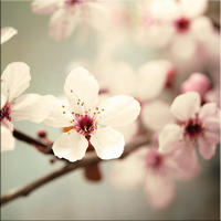 GLASBILD 30×30 cm Blumen weiß rosé - Beige, Glas (30/30cm) - artissimo