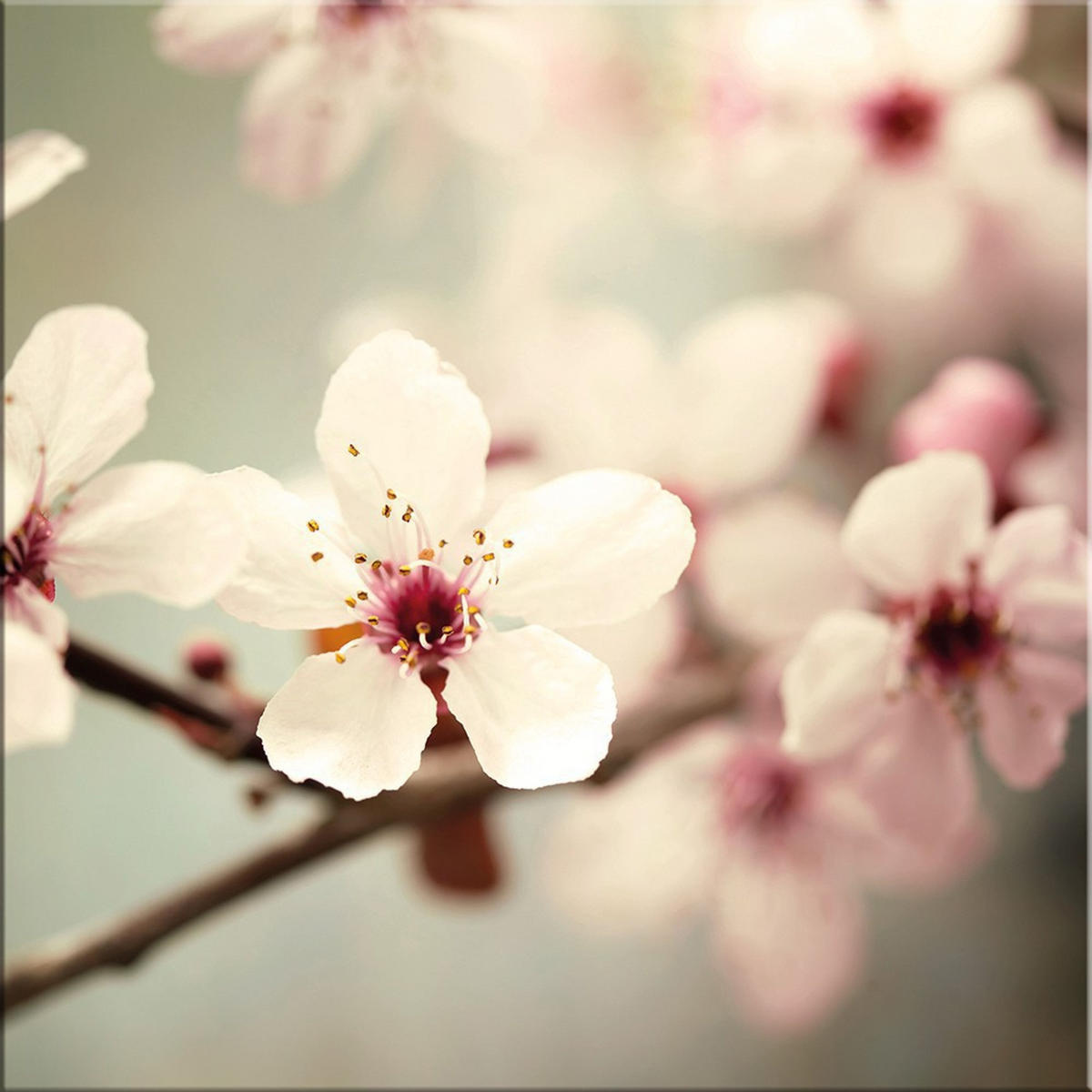 GLASBILD 30×30 cm Blumen weiß rosé - Beige, Glas (30/30cm) - artissimo