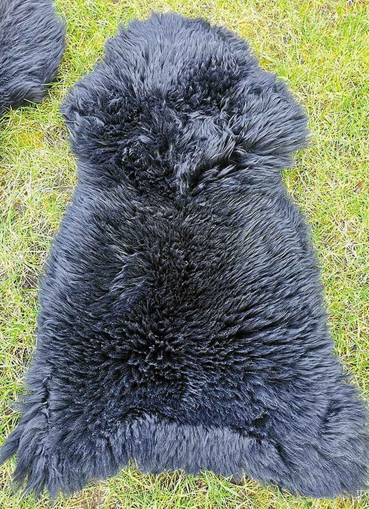 LAMMFELL Öko bunt gefärbt weich Fell Teppich Anthrazit ca. 90 cm - Schwarz, Fell (50/90cm) - Provellus