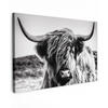 LEINWANDBILD Kuh - Schottischer Hochländer - Schwarz - Weiß - Tier - Natur - Wildtiere 30x20 cm - Schwarz, Textil (30/20cm) - MuchoWow
