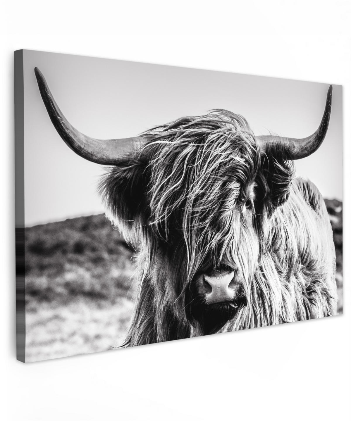 LEINWANDBILD Kuh - Schottischer Hochländer - Schwarz - Weiß - Tier - Natur - Wildtiere XXL 150x100 cm - Schwarz, Textil (150/100cm) - MuchoWow