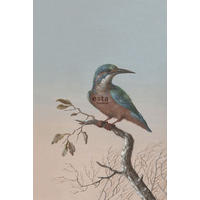 FOTOTAPETE Eisvogel auf Zweig 186 x 279 cm - Rot, Papier (186/279cm) - ESTAhome