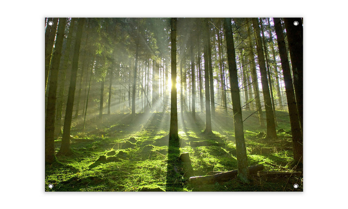 GARTEN-POSTER 90x60 cm Wald - Grün, Kunststoff (90/60/2cm) - artissimo