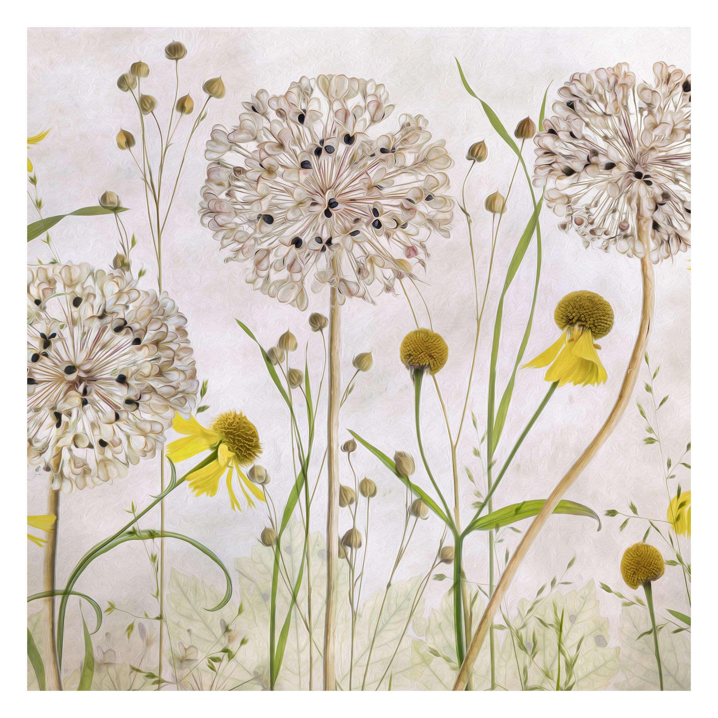 FOTOTAPETE Allium und Helenium Illustration 288/288 cm - Eichefarben, Papier (288/288cm) - Bilderwelten