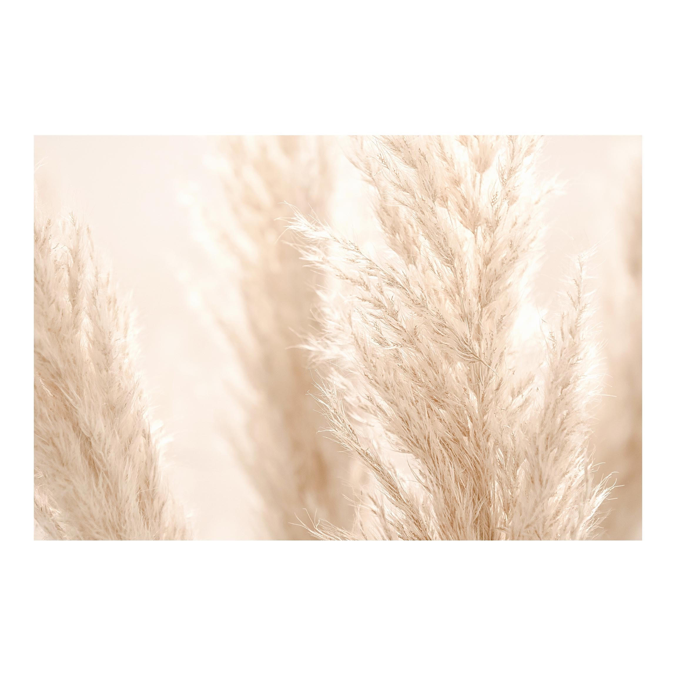 FOTOTAPETE Pampasgras im Sonnenlicht 384/255 cm - Eichefarben, Papier (384/255cm) - Bilderwelten