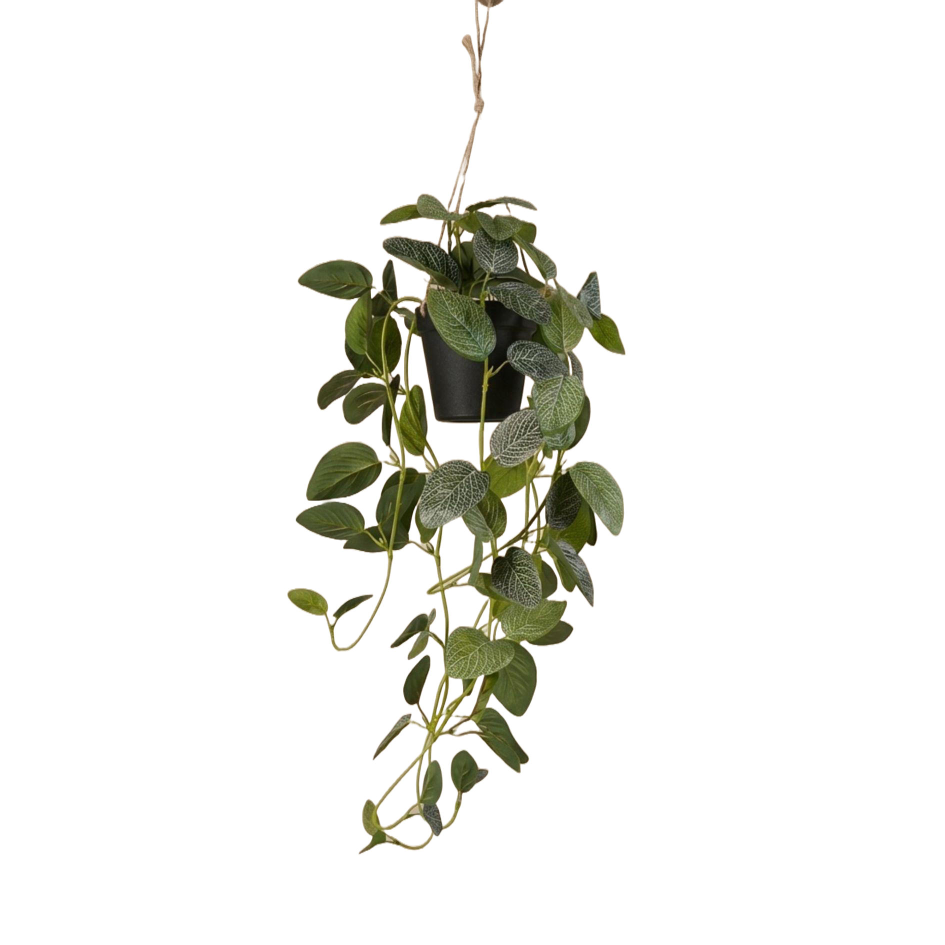 KUNSTPFLANZE Fittonia Haengepflanze im Topf 70cm - Schwarz/Grün, Kunststoff (70cm) - Trendhero