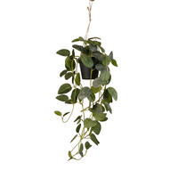 KUNSTPFLANZE Fittonia Haengepflanze im Topf 70cm - Schwarz/Grün, Kunststoff (70cm) - Trendhero