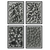 POSTER Set mit 4 von Musterdrucke Blumen und Pflanzen in Grausteinen A4 Rahmenlos - Klar, Papier (29.7/3cm) - Nacnic