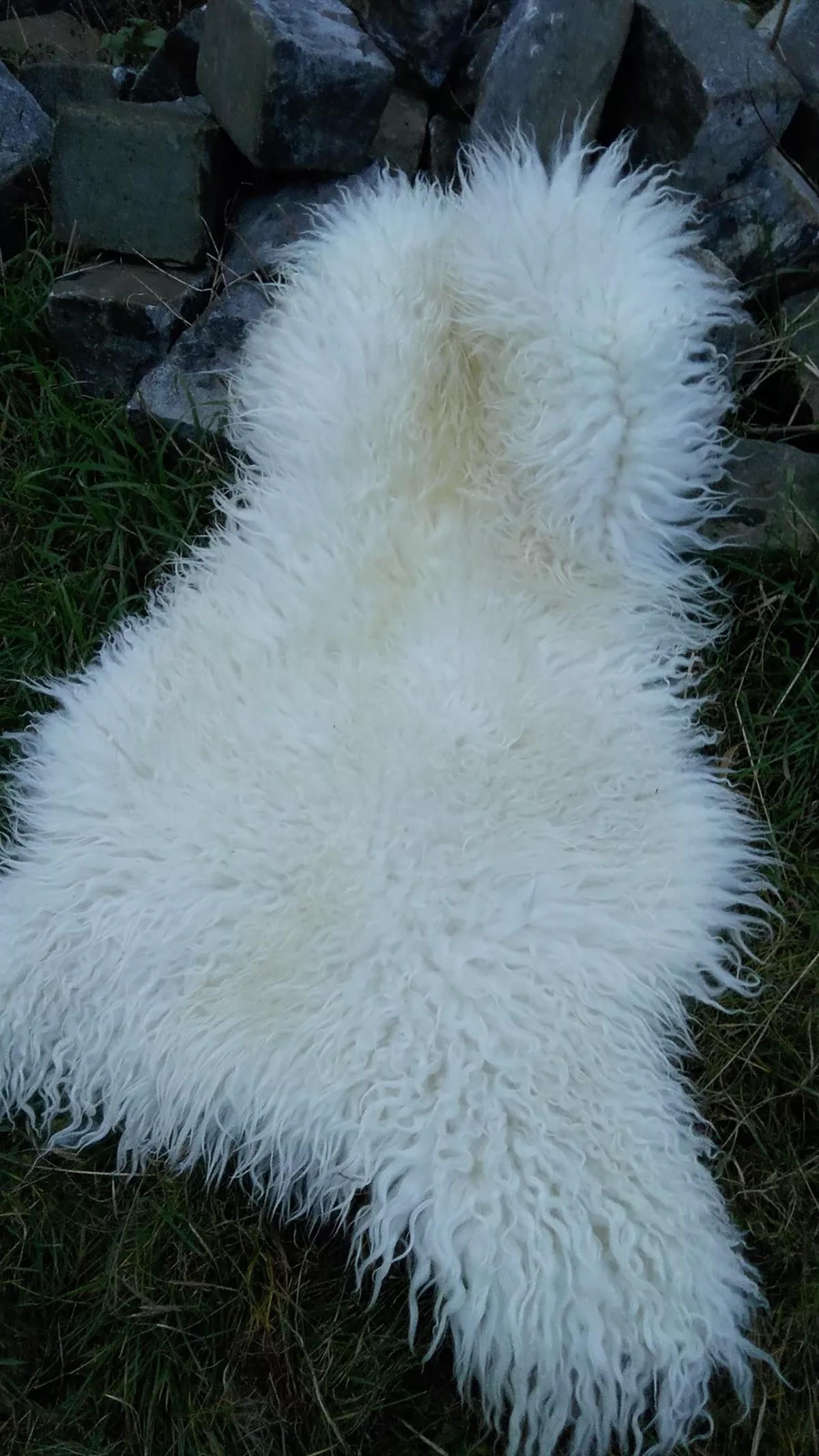 SCHAFFELL Island Lammfell lockig ca. 110 cm Naturfarben - Weiß, Fell (60/110cm) - Provellus