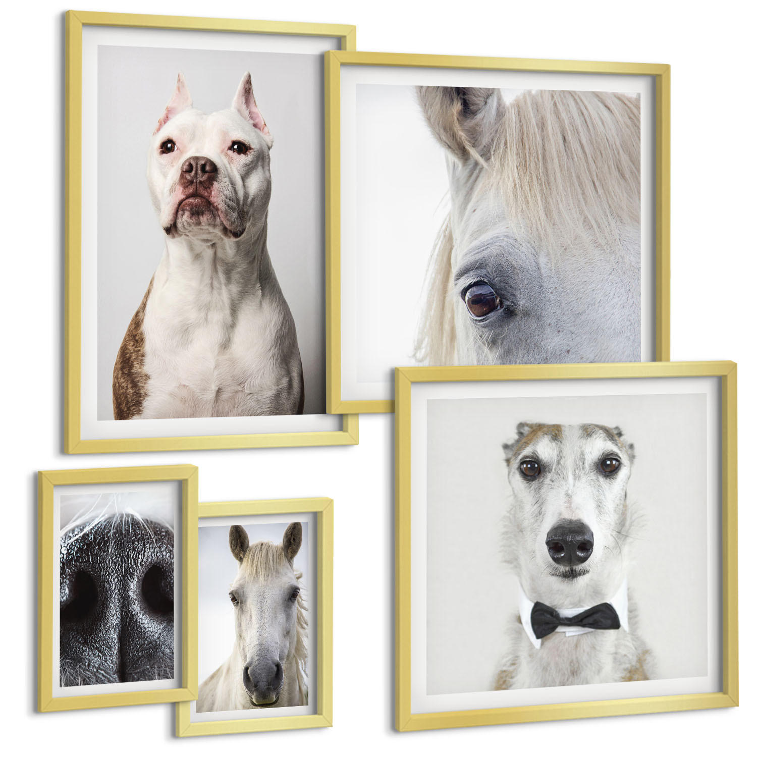 BILDER SET 5er Set - 50x50 cm & 20x30 cm & 40x60 cm Goldrahmen - Elegante Porträts von Hunden und Pferden - Goldfarben, Kunststoff (40/60cm) - TULUP