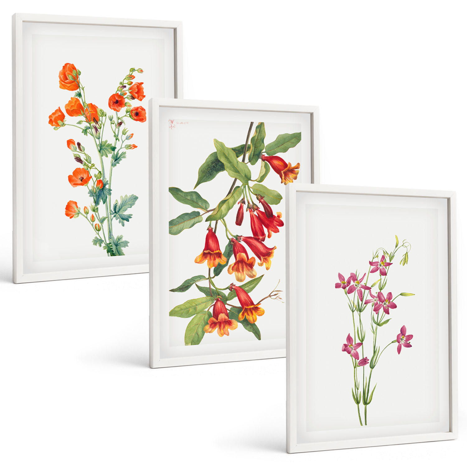 BILDER SET 3er Set - 40x60 cm Weißer Rahmen - Vintage-Retro-Blumenmalerei - Weiß, Kunststoff (40/60cm) - TULUP
