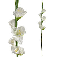 KVĚTINA, plast, růžová - bílá, plast (85cm) - Mondex