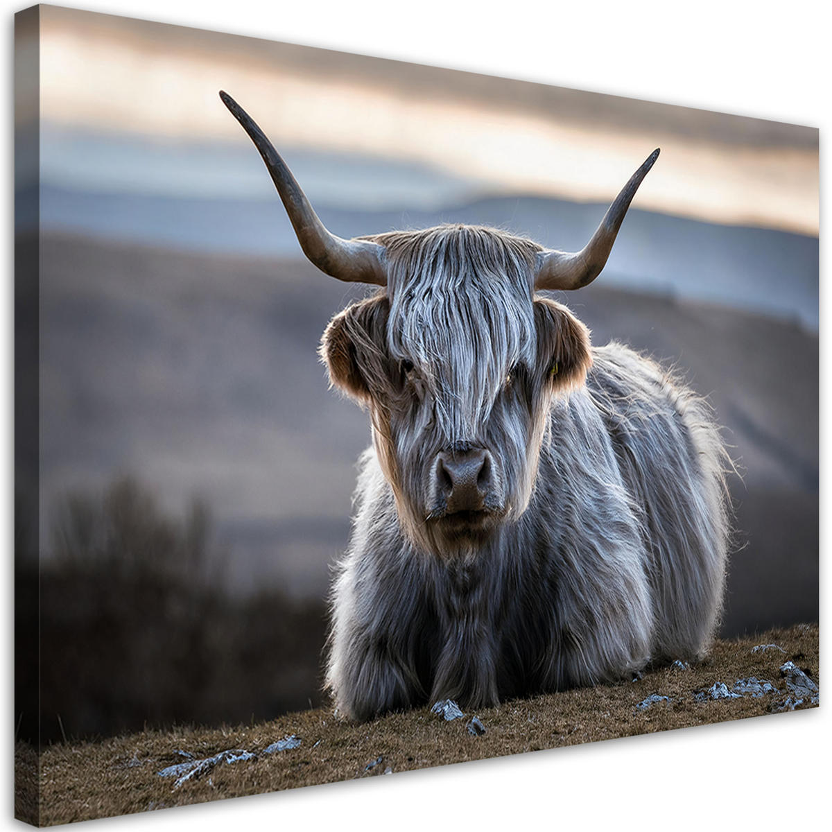 WANDBILD liegende schottische kuh - Grau, Textil (60/40cm) - Feeby