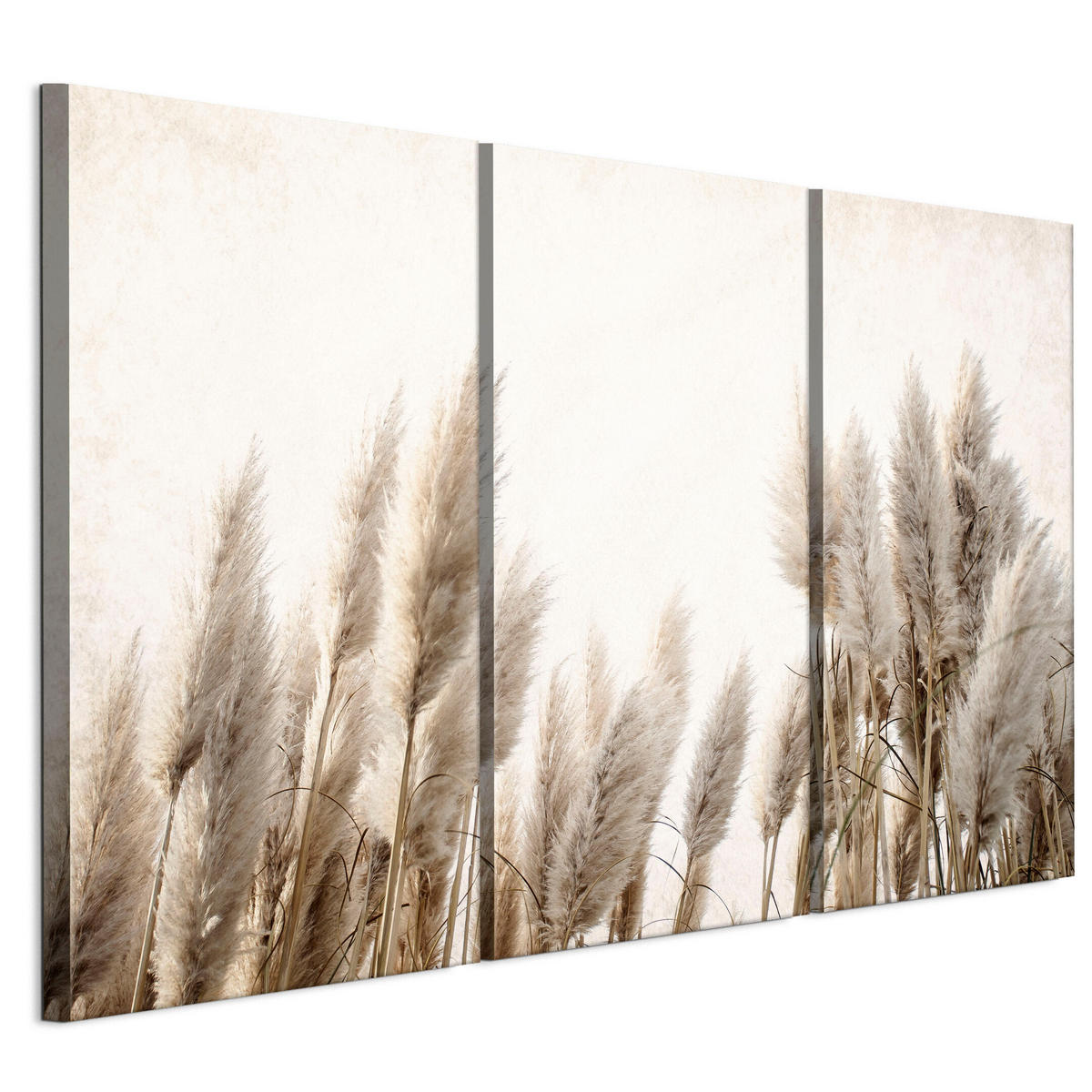 LEINWANDBILD Pampasgras 3-tlg. 120x80 cm - Multicolor, Holz (120/80cm) - LUMASOUL