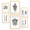 POSTER Set Mit 6 Anatomie Muskeln, Bein, Arm, Wirbelsäule, Becken A3 & A4 Rahmen Aus Hellem Holz - Beige, Papier (29/3cm) - Nacnic