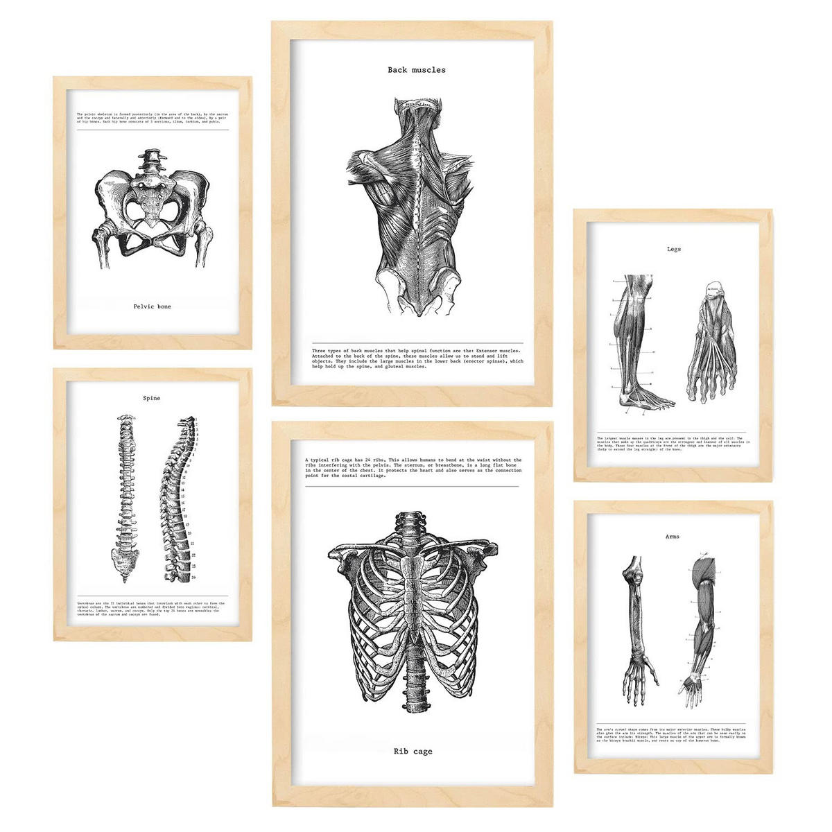 POSTER Set Mit 6 Anatomie Muskeln, Bein, Arm, Wirbelsäule, Becken A3 & A4 Rahmen Aus Hellem Holz - Beige, Papier (29/3cm) - Nacnic