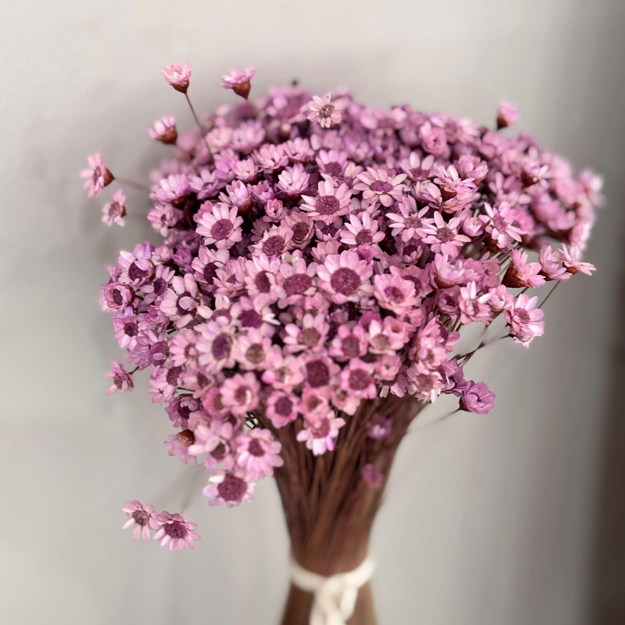 TROCKENBLUMEN Glixia Bund in Lila - Lila, Naturmaterialien (50cm) - Lykke & You